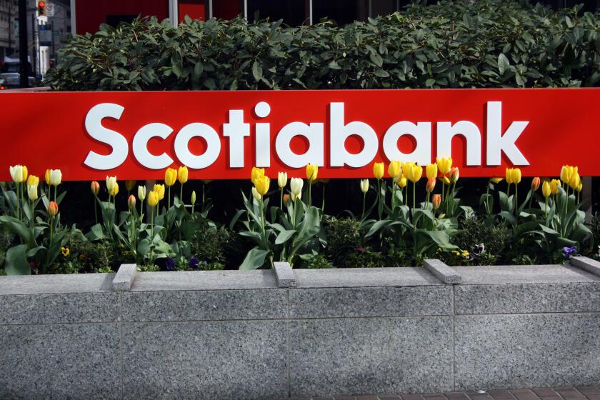 The Scotiabank signage and yellow tulip flowers in downtown Vancouver, British Columbia, Canada