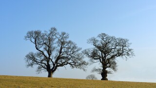 Old oak trees in winter. Cumbria, England, United Kingdom, Europe.
