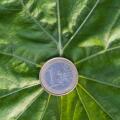 A euro coin lies on a green leaf. Green investment and green profits, investment in green technologies promises profitable success.