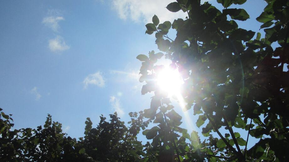 Sun lights coming through tree branches and leaves from the blue bright sky