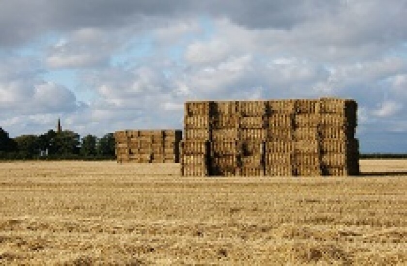 Grain field