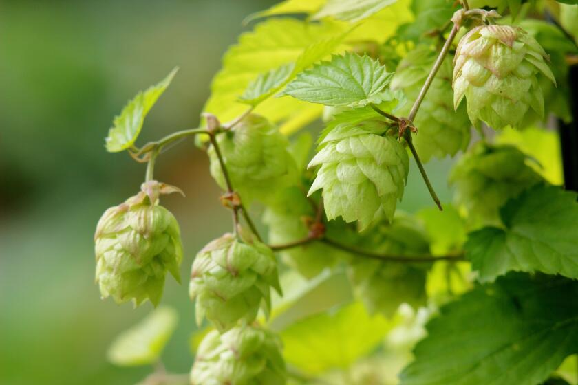 Hops flowers. Flowers of Hops Golden Tassel, ready for picking for use in the beer making process. UK