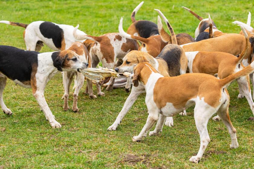 Wedemark, Germany. 17th Oct, 2021. Dogs of the Lower Saxony pack (English Foxhound) fight over the curee, which they receive as a reward after finishing the hunt. Since no game is shot during this hunt, the curee consists of cattle pans. The Hubertus hunt
