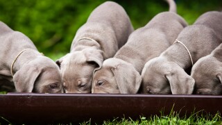 Weimaraner dogs, puppies, eating from a communal bowl, North Tyrol, Austria, Europe