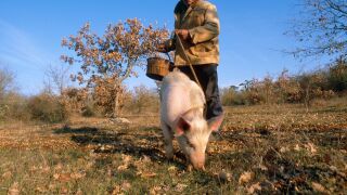 pig sniffer.jpg