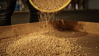 Seeds.jpg