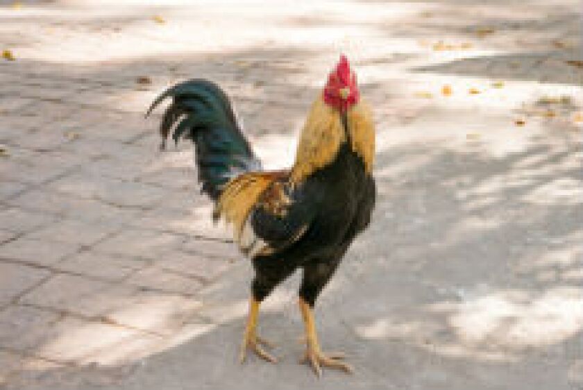 cockerel_230