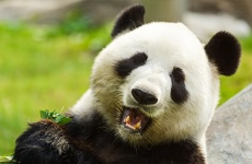 Panda_2_230px