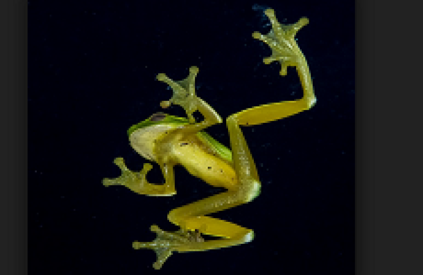 leapfrog