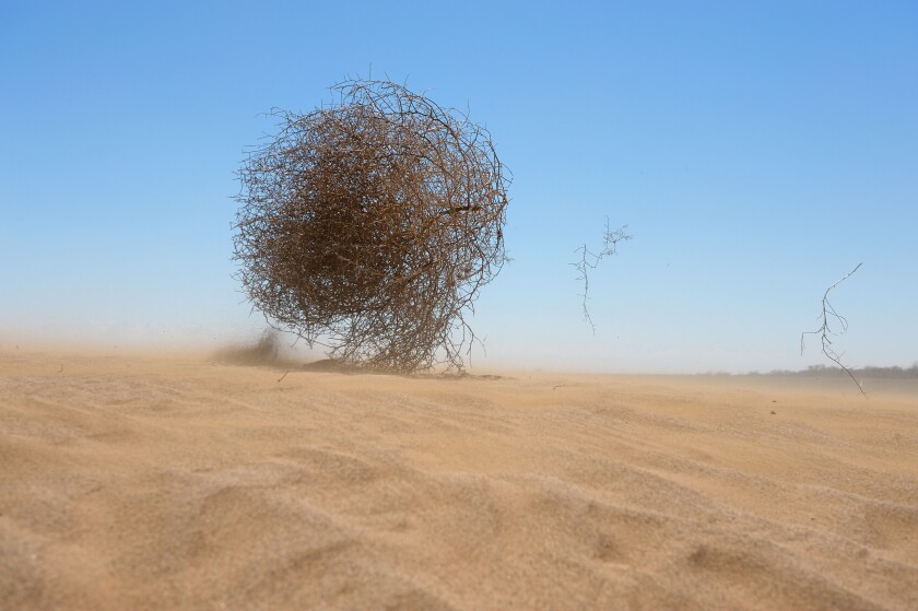 Tumbleweed in Kazakhstan sand desert.