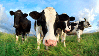 Cows