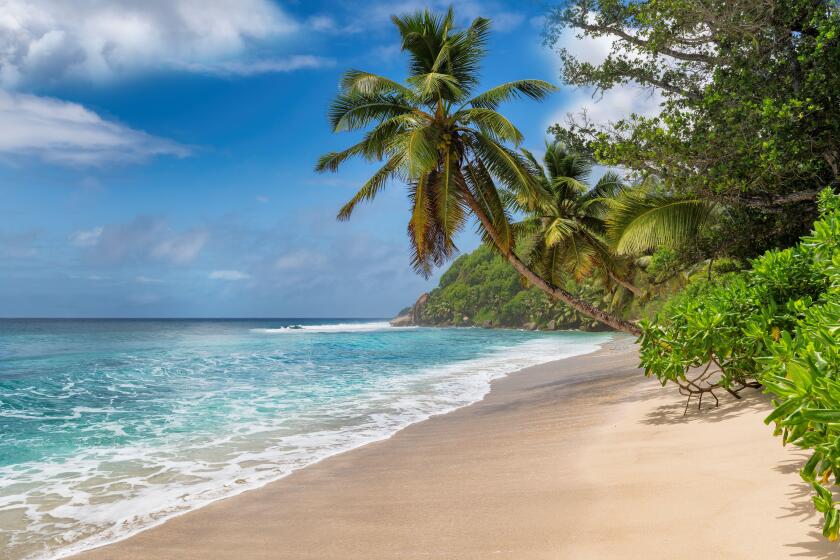 Beautiful sunny beach and coconut palms