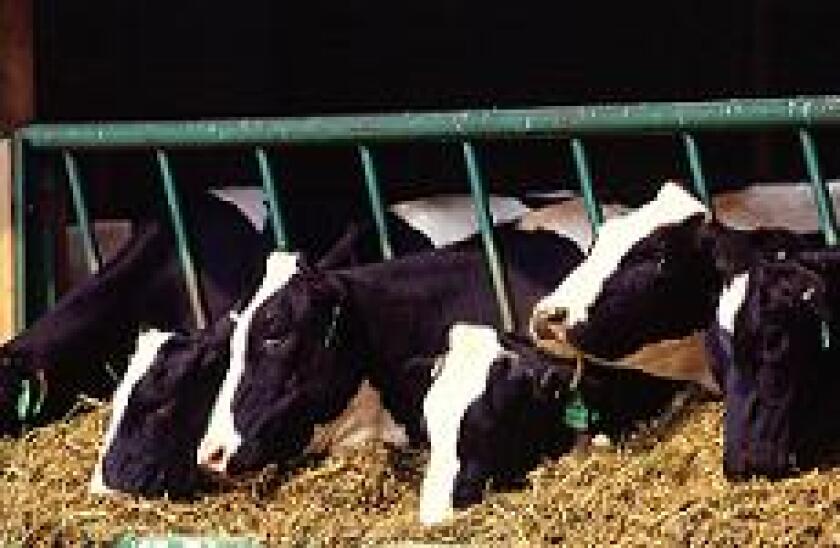 Modern Dairy, cows