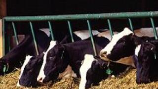 Modern Dairy, cows