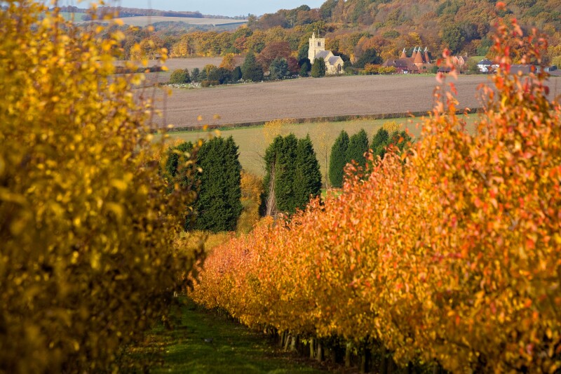 Autumn view of Horsemonden church and oast house from an orchard of golden leaf cherry trees near Goudhurst Kent UK