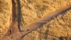 Local person with dog splitting paths in dry grassy landscape