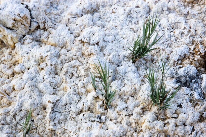 Soda Ash natural deposit consuming plants.. Image shot 06/2008. Exact date unknown.