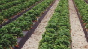 Agriculture 1