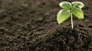 Fertilizer