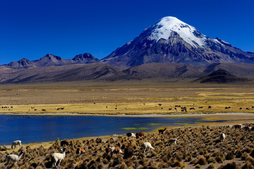 Sajama Mountain, Bolivia's highest mountain, with a lagoon and Llamas (Llama sp.), Sajama, La Paz, Bolivia, South America