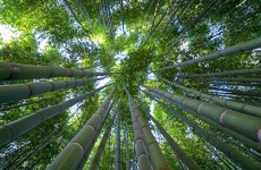 bamboo px230