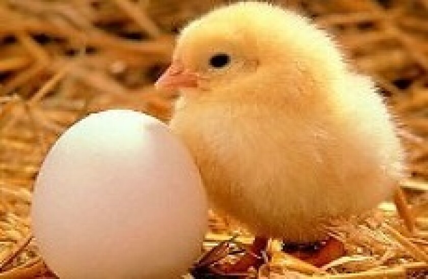 chick