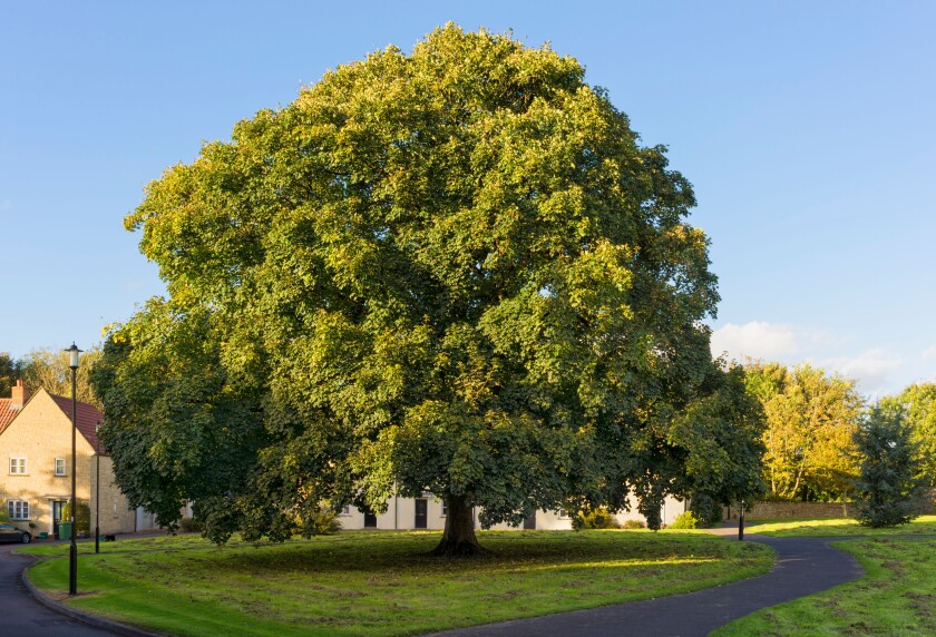 English Oak tree in early Autumn, UK