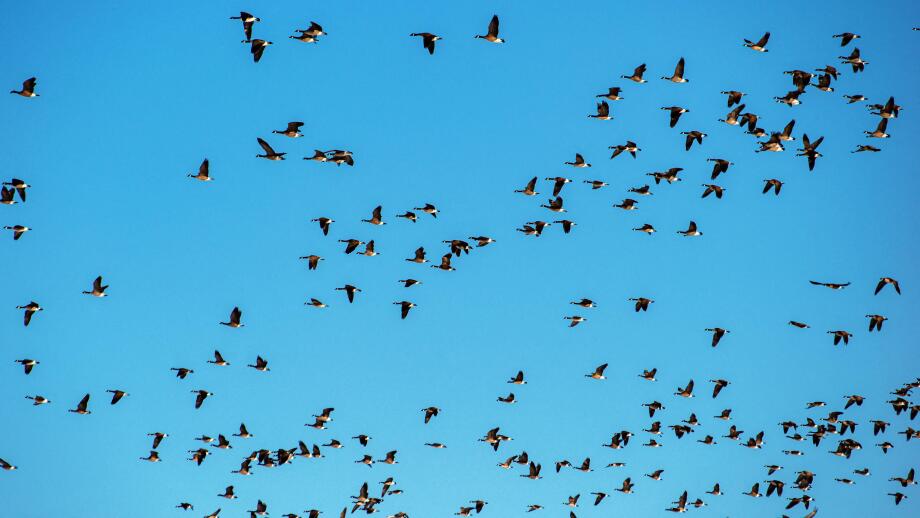 Sandhill cranes migrate through the San Luis valley two times a year to feed and rest before continuing on their journey. Monte Vista, Colorado
