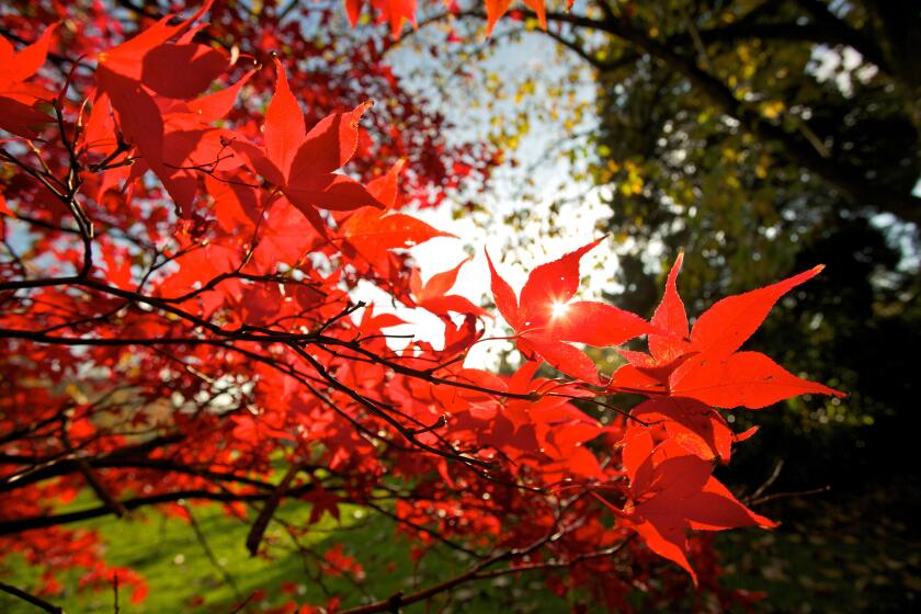 Maple tree, also known as Acer tree, in autumn bloom. Red Acer leaves an bright autumn day.