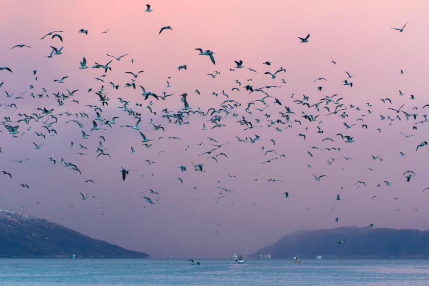 flock of Seagulls and fishing boatsin Kaldfjorden, Norway, Troms, Henrikvik