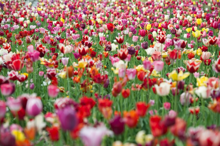 Colorful tulip field, Dreisamtal valley, Black Forest mountain range, Baden-Wuerttemberg