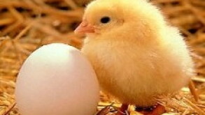 chick