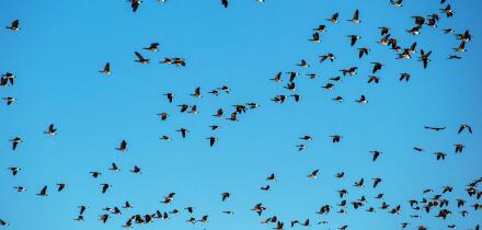 Sandhill cranes migrate through the San Luis valley two times a year to feed and rest before continuing on their journey. Monte Vista, Colorado