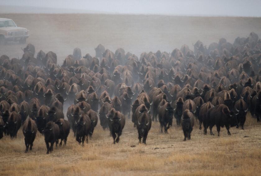 American Bison (Bison bison) herd stampeding, South Dakota