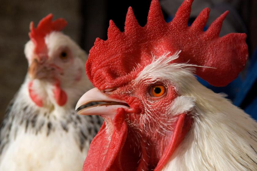 A white male Chicken, cock or cockerel with red cockscomb and a female in the background