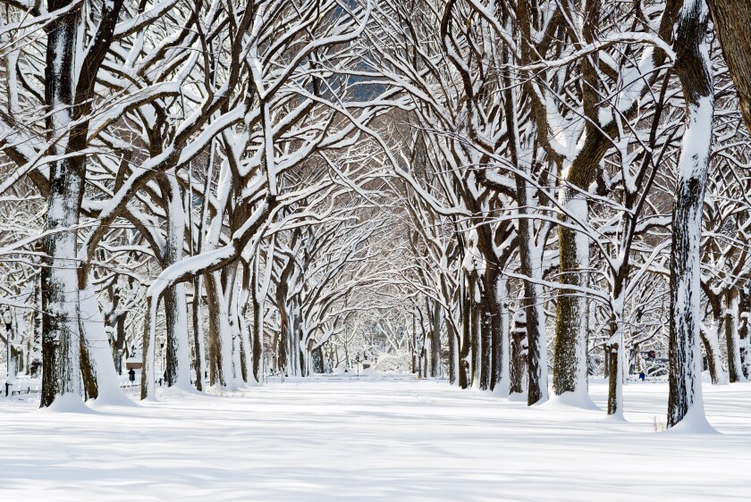 Central Park after snowstorm near The Mall, New York City.
