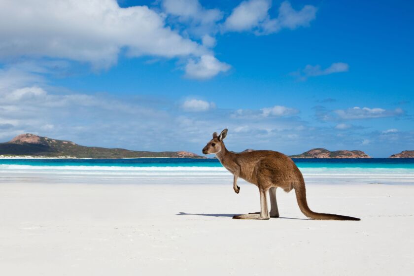 kangaroo.jpg
