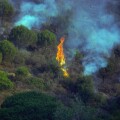 Forest fire on Mediterranean Pine wood. Spain
