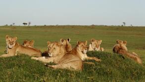 Pride of Lions