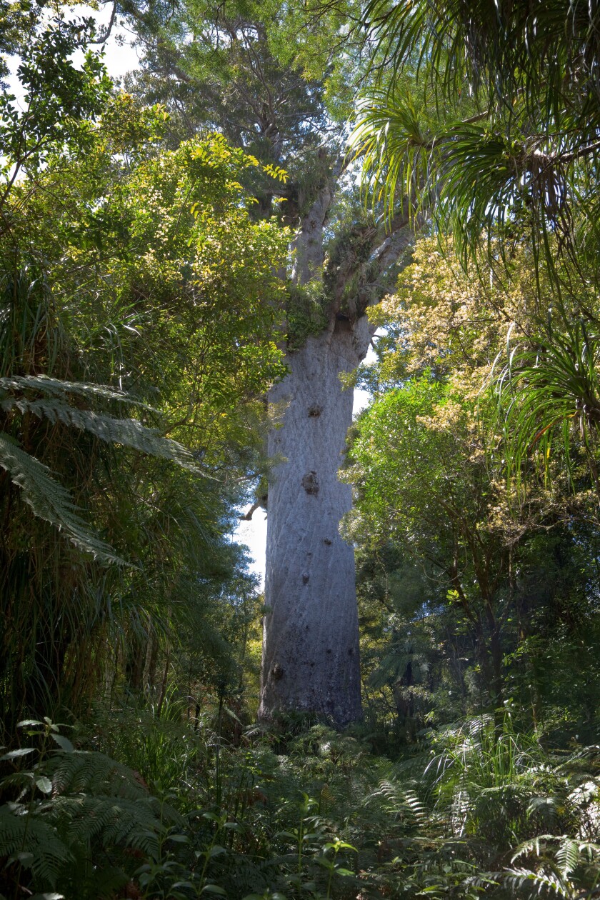 New Zealand. Tane Mahuta, largest living Kauri Tree.