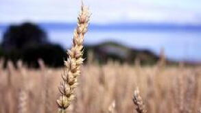 grains