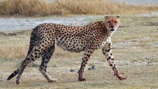 Cheetah