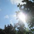 Sun lights coming through tree branches and leaves from the blue bright sky