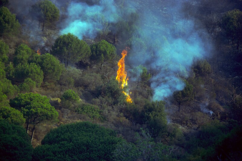 Forest fire on Mediterranean Pine wood. Spain