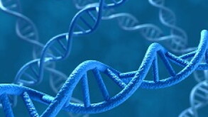 DNA hybrid