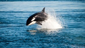 A killer whale is swimming
