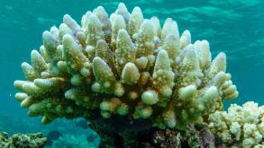This photo supplied by the Great Barrier Reef Marine Park Authority (GBRMPA) shows reef scape of bleached coral in the Townsville/Whitsunday management area of the Great Barrier Reef in Australia, March. 15, 2015. More than 90% of Great Barrier Reef coral