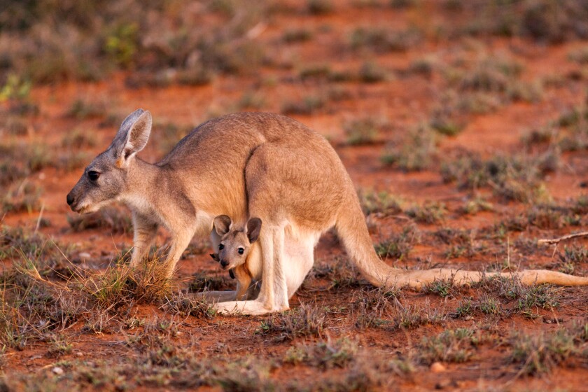 Kangaroo with Joey