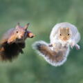 Close-up of red and grey squirrels jumping, UK.