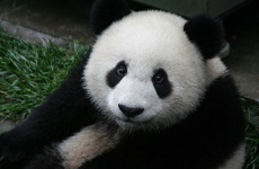 panda 230px
